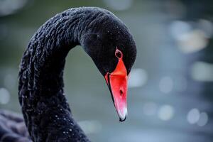 AI Generated Black swan on water surface, close up photo