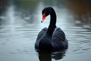 AI Generated Black swan on water surface, close up photo