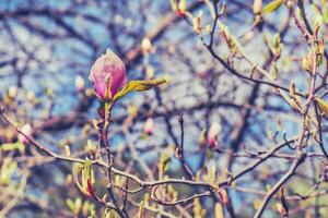 Cute magenta spring pink magnolia flowers in forest park garden. Sky photo