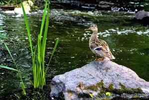 Wild brown cute duck walking on volcanic rocks on a summer river photo