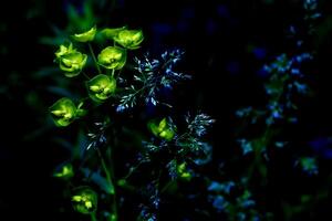 Dark blue vegetation background with leaves and yellow flowers photo