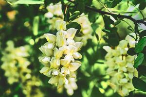 Delicate white flowering branch of acacia on a sunny green light background photo