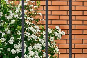 Shrub with white flowers behind a lattice fence against an orange brick wall photo