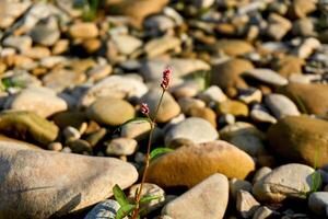 Lonely wild flower among scattered stones on a sunny day photo