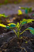 Plant growth. A little plant lightened with sunlight in the farm or garden photo