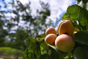 Apricots on the tree. Orchard or fruit farming background photo