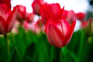 Spring flowers. Red tulip in focus. Tulip canvas print photo