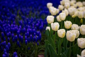 White tulips and hyacinths in focus. Spring flowers background photo