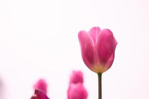 rosado tulipán cabeza en enfocar. tulipán antecedentes foto con Copiar espacio