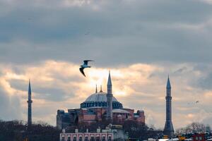 Hagia Sophia and a seagull. Ayasofya Mosque background photo. photo