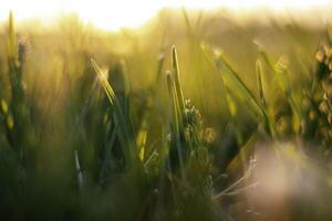 Grasses with direct sunlight from ground level. Carbon net-zero concept photo