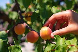 Picking or collecting or harvesting an apricot on the tree in summer photo