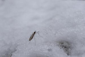 Mosquito in the snow, winter forest photo