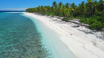 Malediven Insel mit tropisch Strand mit Palme Bäume und Blau Ozean. Antenne Aussicht video