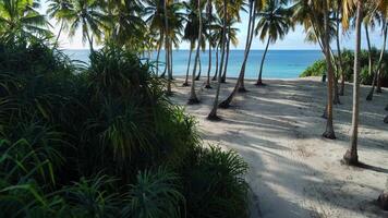 Tropical beach with palm trees and blue ocean. Aerial view between the coconut palm trees video