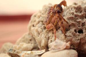 crab molt on top of a rock photo