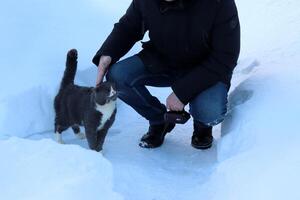 un pensionista hombre golpes un gris salvaje gato en un pueblo jardín en invierno, el gato es presionado en contra el mans rodilla. un hombre sentadillas, hasta los hombros vista, de cerca, horizontal foto