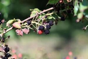 Ripe and unripe blackberries on a bush branch in the garden. Horizontal photo, close-up photo