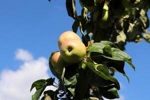 A branch with ripe apples of the Sergiana variety in a summer garden against a background of blue sky on a sunny day. Horizontal photo, close-up photo