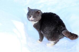 un gris salvaje gato cerrado sus ojos en invierno en un pueblo jardín entre el ventisqueros horizontal foto, de cerca foto