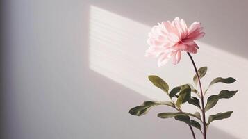 ai generado peonía flor con sombra en un minimalista antecedentes. suave fotografía con el concepto de belleza y orgánico cuidado foto