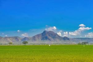 The beautiful natural scenery in Indonesia consists of mountains and lush green rice fields and bright, cloudy blue skies photo