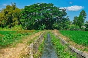 an irrigation river flowing in the middle of green and fertile rice fields photo