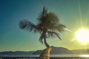 a coconut tree on the beach at dusk or sunset photo