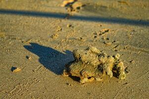 a rock on the beach at dusk photo