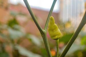 cayenne pepper which is still attached to the branch of the chili plant photo