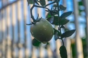 a sprig of tomato that is still green on the plant photo