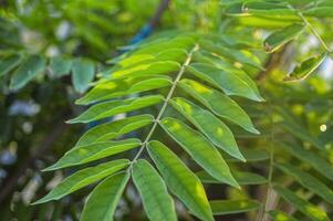 dangling leaves of the star fruit plant photo