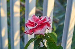 red rose flower with raindrops on it and blur background photo