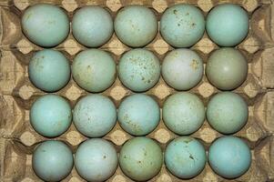 duck eggs neatly arranged in an egg box or tray to be processed into salted eggs photo