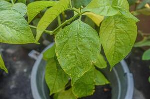 Chili leaves experience chlorosis and turn yellow with raindrops on them photo