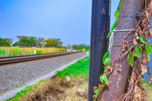 hierro electricidad polos cubierto con vides en el borde de un doble pista ferrocarril en Indonesia foto