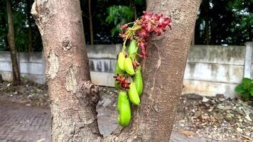 star fruit or Averrhoa Bilimbi Linn attached to the plant photo