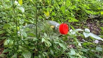 plastic bottle waste left in the bushes photo