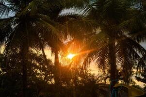 twilight atmosphere where the evening sun shines through the gaps of the coconut trees and palm trees photo