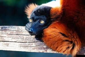 Red Ruffed Lemur monkey. Mammal and mammals. Land world and fauna. Wildlife and zoology. photo