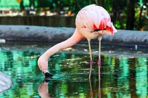 Chilean Flamingo. Bird and birds. Water world and fauna. Wildlife and zoology. photo