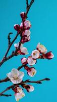 tempo periodo di il fioritura di bianca petali di un' albicocca fiore su blu sfondo. primavera tempo periodo di apertura bellissimo fiori su rami albicocca albero. macro sparo, verticale filmato. video