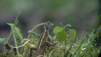 shot on chameleons or small calotes in the wild video