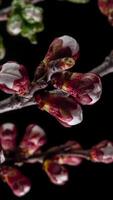 tempo periodo di il fioritura di bianca petali di un' albicocca fiore su nero sfondo. primavera tempo periodo di apertura bellissimo fiori su rami albicocca albero. macro sparo, verticale filmato. video