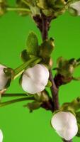 temps laps de le épanouissement de blanc pétales de une Pomme fleur sur vert Contexte. printemps temps laps de ouverture magnifique fleurs sur branches Pomme arbre. macro tir, verticale images. video