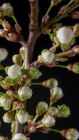 tid upphöra av blommande vit körsbär blommor på svart bakgrund. vår tid upphöra av öppning skön blommor på grenar körsbär träd. makro skott, vertikal antal fot. video