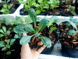 col rizada vegetal en maceta bebé y creciente arriba een vegetal sano cuidado foto