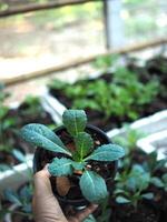 col rizada vegetal en maceta bebé y creciente arriba een vegetal sano cuidado foto