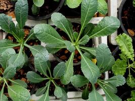 kale and green salad plant in pot garden fresh and Organic photo