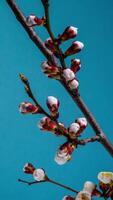 temps laps de le épanouissement de blanc pétales de une abricot fleur sur bleu Contexte. printemps temps laps de ouverture magnifique fleurs sur branches abricot arbre. macro tir, verticale images. video